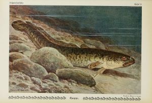 Zeichnung einer Quappe